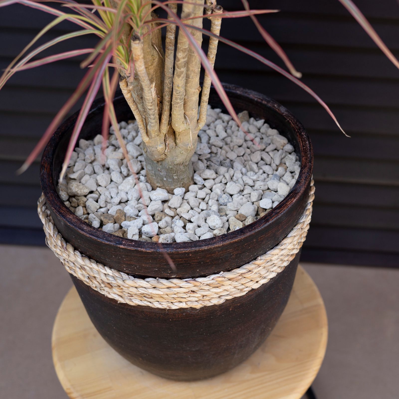 ドラセナ コルジリネ レインボー 陶器鉢 ユッカ ドライガーデン 観葉