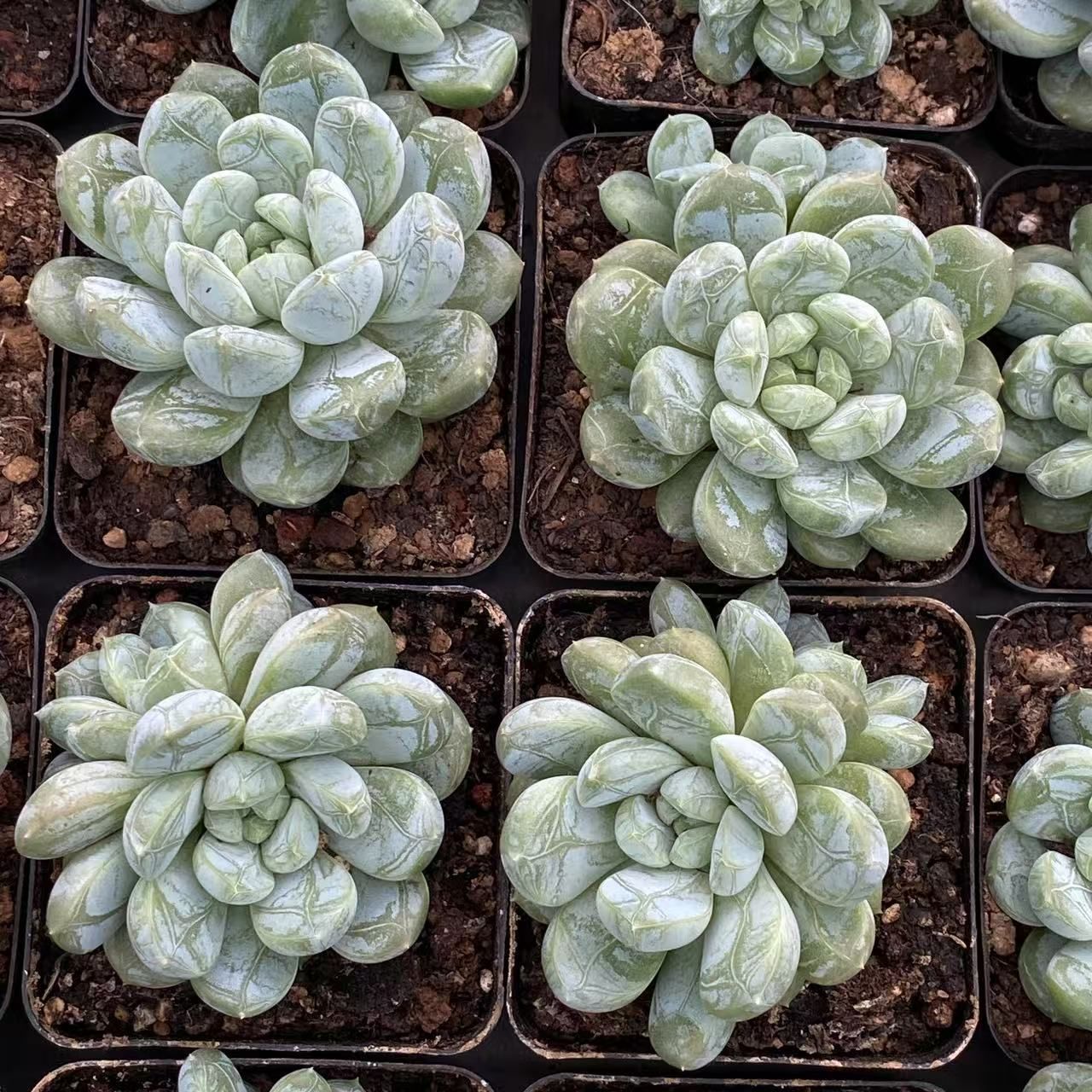 50株の抜き苗セット】グリーン翡翠 多肉植物 佐川急便発送 エケベリア