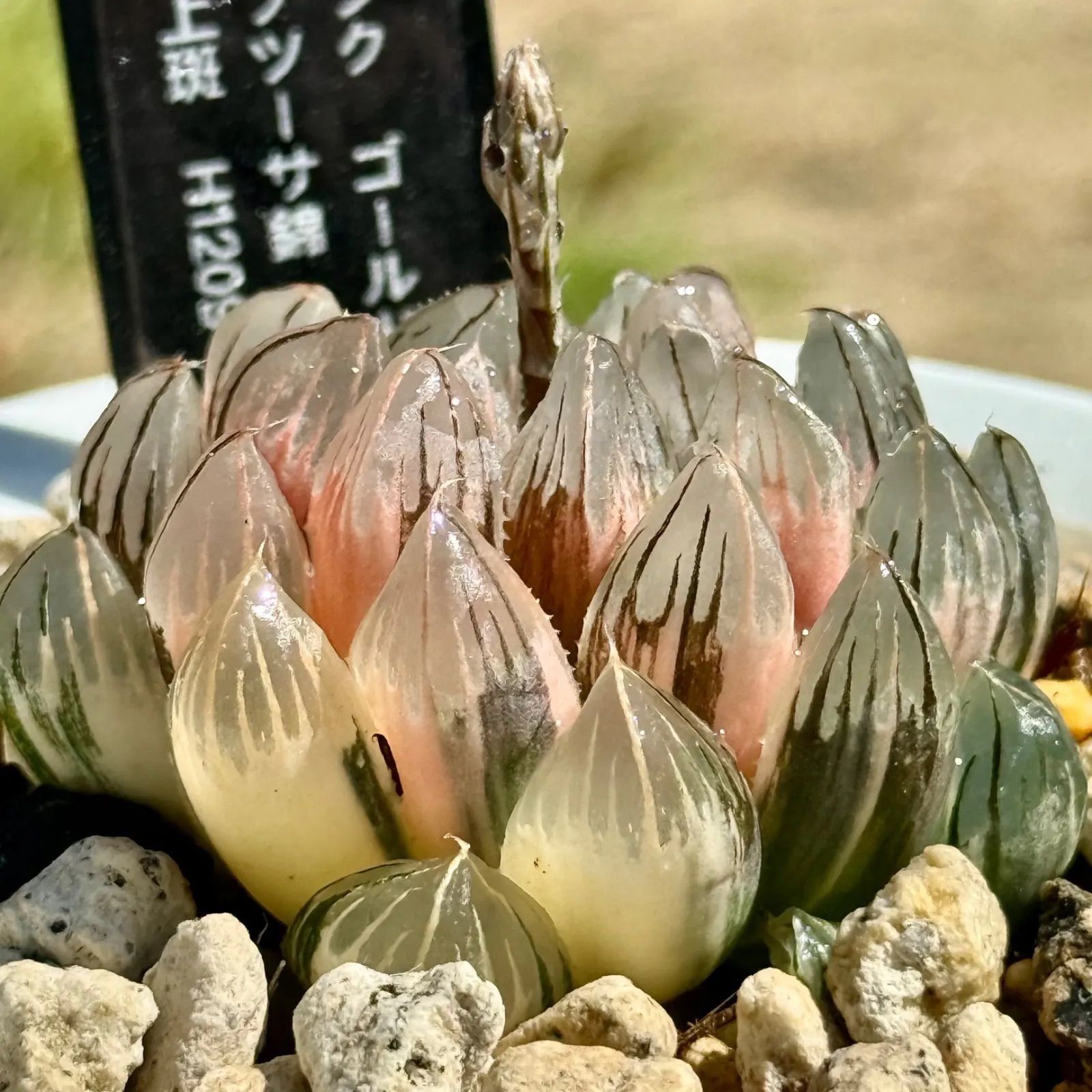 ⚜️激レア⚜️ ユッカ レクルビフォリア ゴールドリボン 大苗 耐寒性