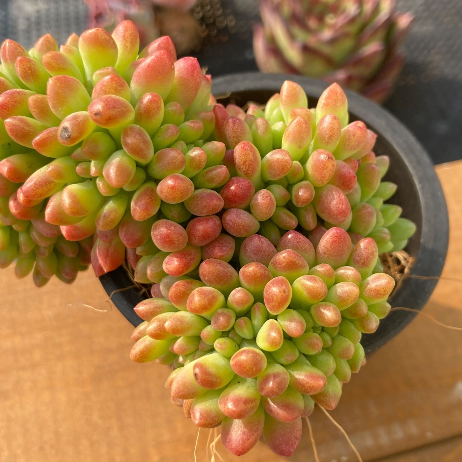 新入荷】エケベリア アリス エヴァンス綴化 多肉植物韓国苗