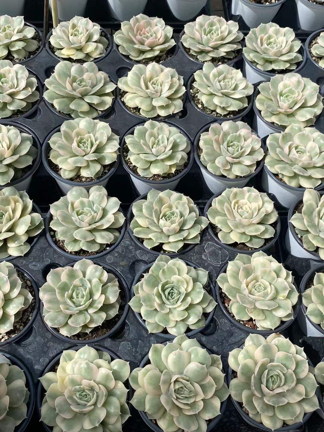 18株の抜き苗セット】アンスノー錦単頭 多肉植物 佐川急便発送