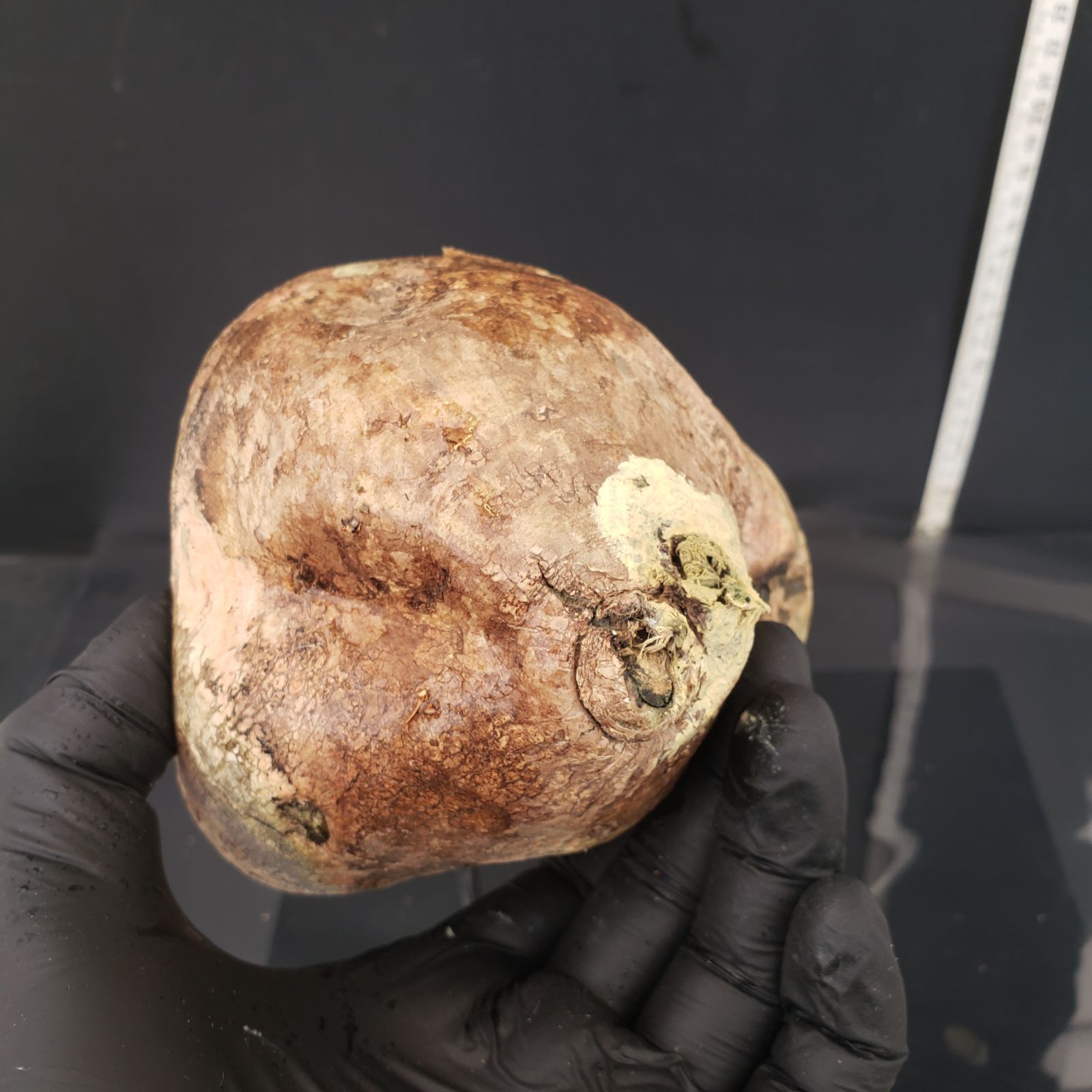 塊根植物 エブレネウム現地球 2年待てずに植え替えちゃった．．．（現地球