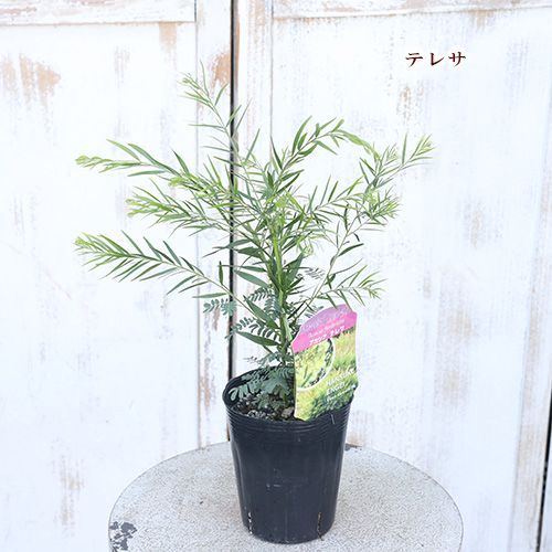 蕾付き　ミモザアカシア　プルプレア　樽型鉢植え　苗　シンボルツリー 常緑苗木 アカシア ミモザ デアネイ パールアカシア プルプレア テレサ