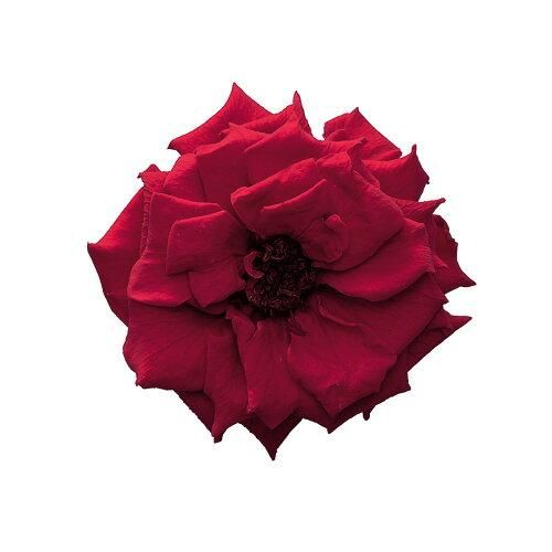 【新品・5営業日で発送】大地農園 EARTH MATTERS フレンチマリアンヌ ワインレッド プリザーブドローズ【日本製】 (02412-471)