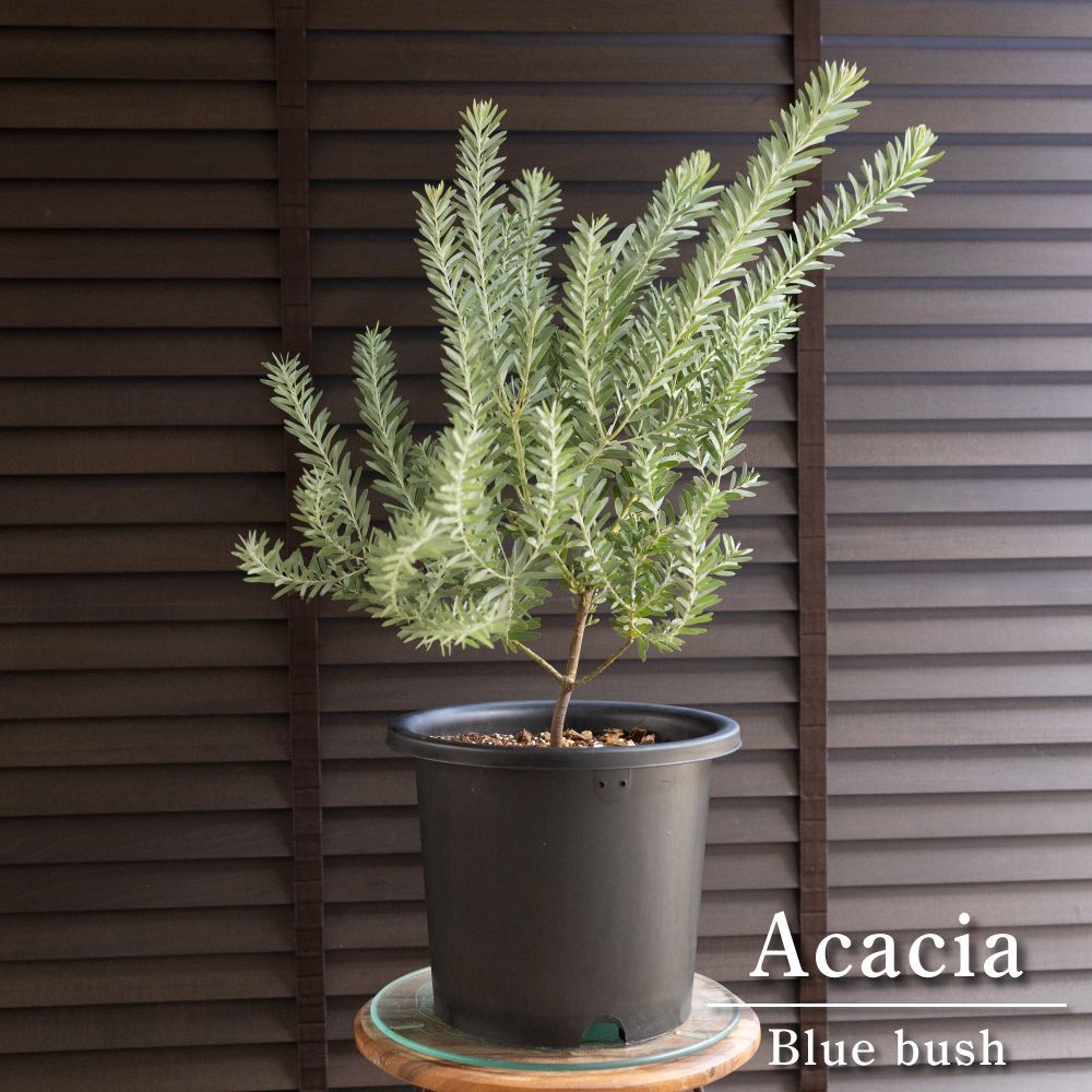 鉢 常滑焼」の人気商品一覧 | 安い商品を通販サイトから探す - 価格