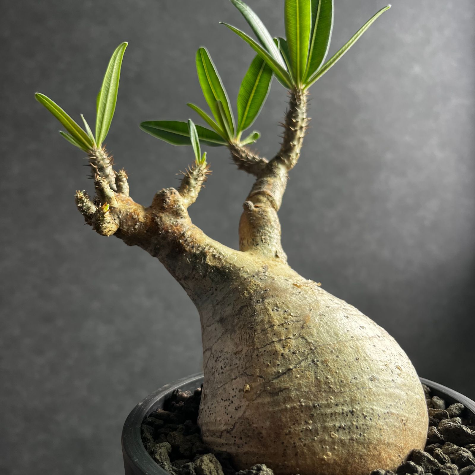 現地球・発根済L】パキポディウム グラキリス 鉢付き 塊根植物 