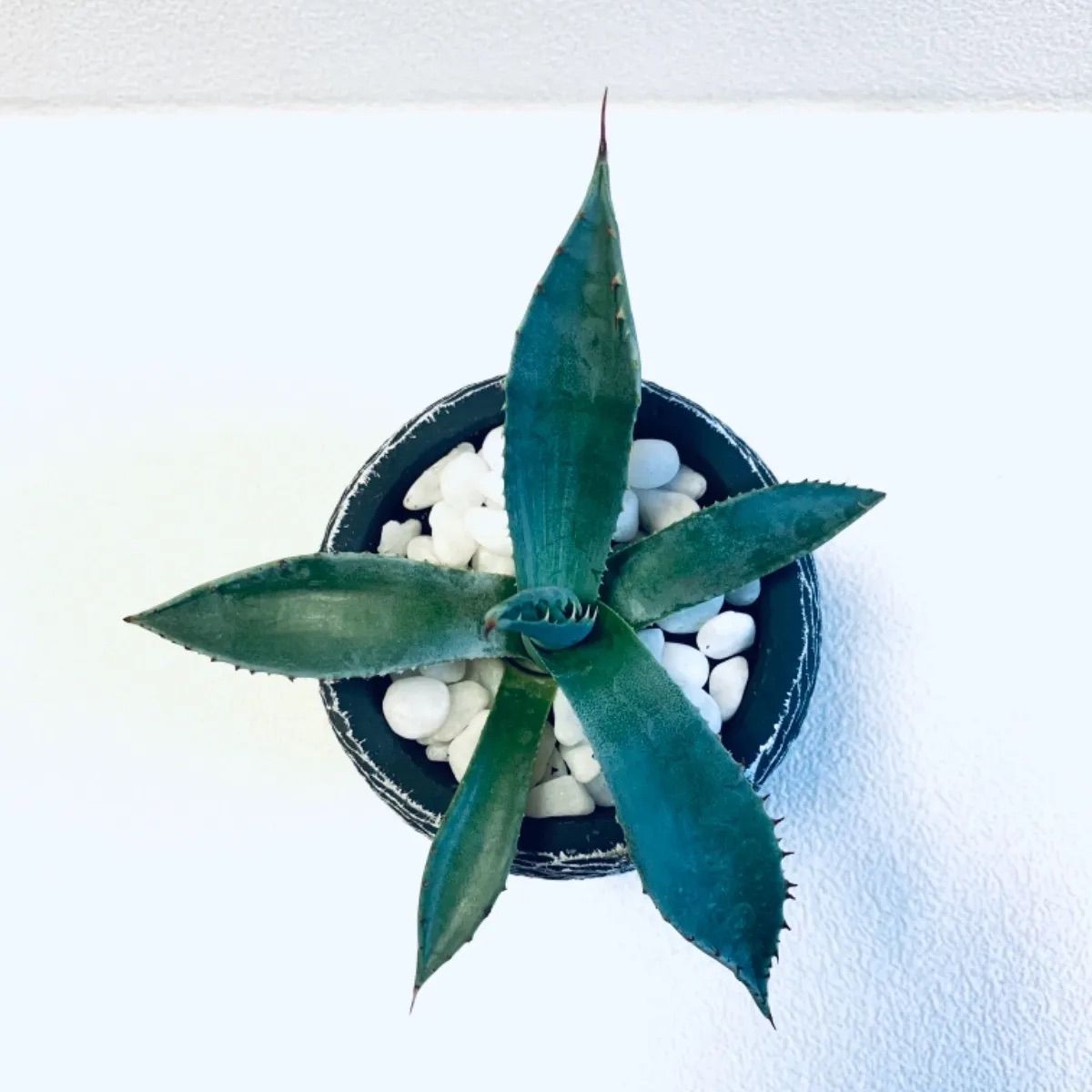 上品 新品 未使用 アガベ アトロビレンス 酒竜舌 黒夜叉 黒竜舌 鉢植え 植木鉢 受け皿付き 観葉 植物 観葉植物 Restaurantedarius Com Co Restaurantedarius Com Co