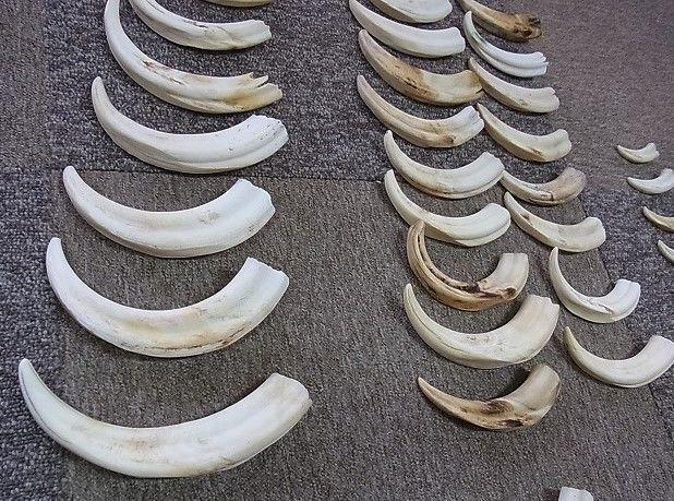 イボイノシシの牙（特大）1本 【公式通販】