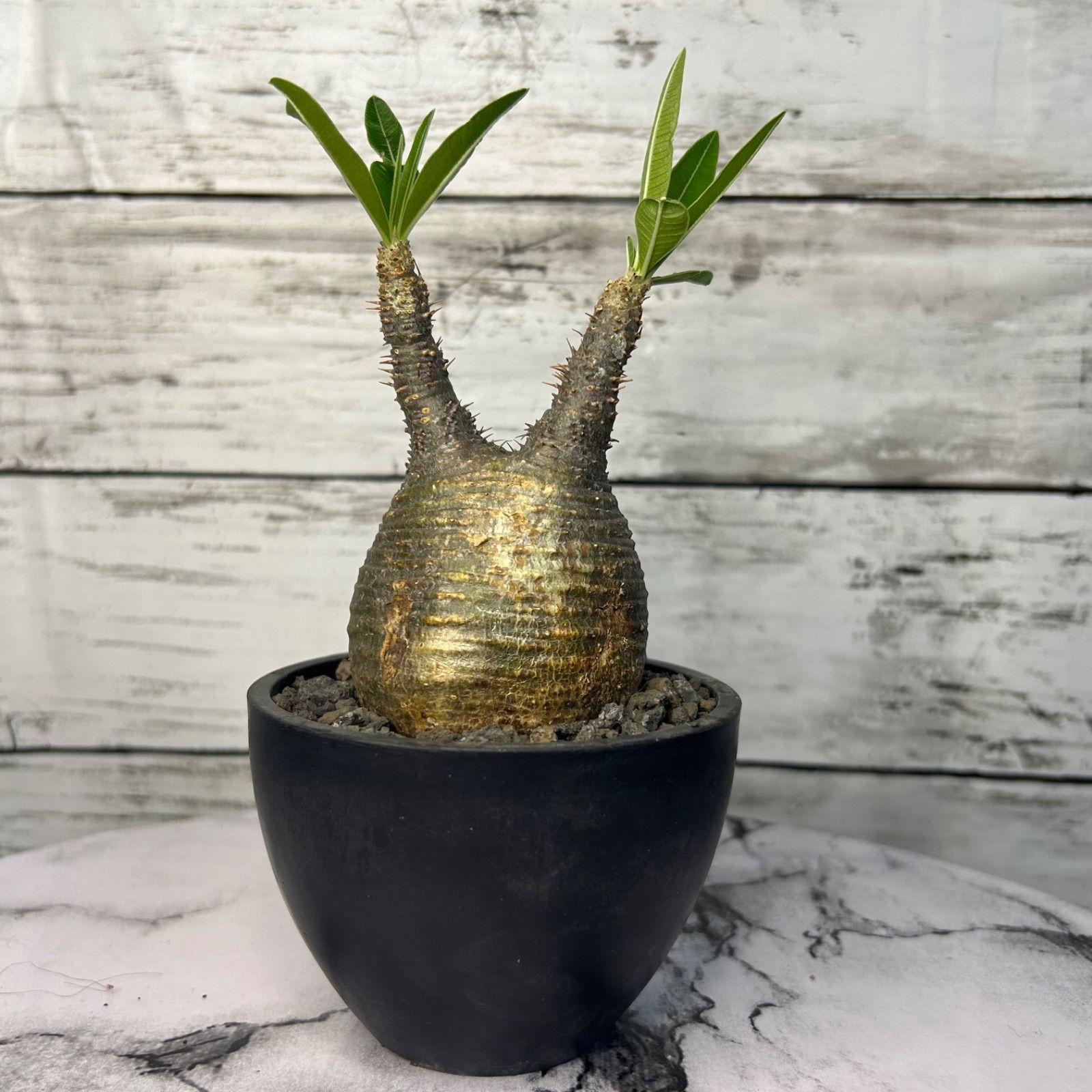 発根済】グラキリス 現地球チビグラ パキポディウム グラキリス 【発根