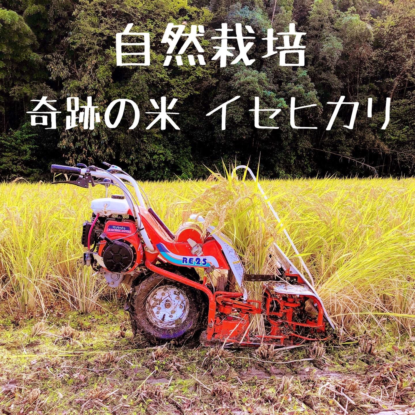 自然栽培 奇跡のお米 イセヒカリ5キロ 自然栽培で育てた稲食品のお