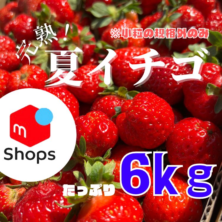 限定セール中 イチゴ加工用6kg 紅ほっぺ - 果物