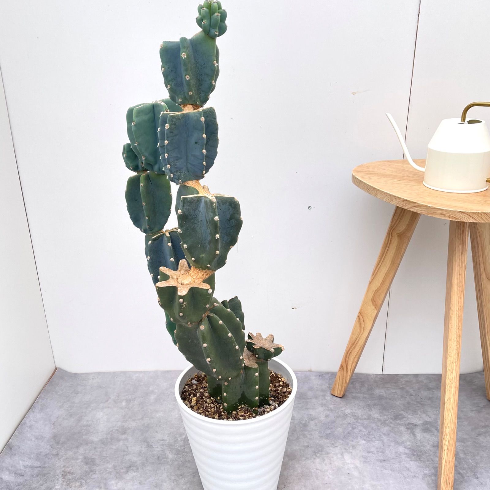 現品