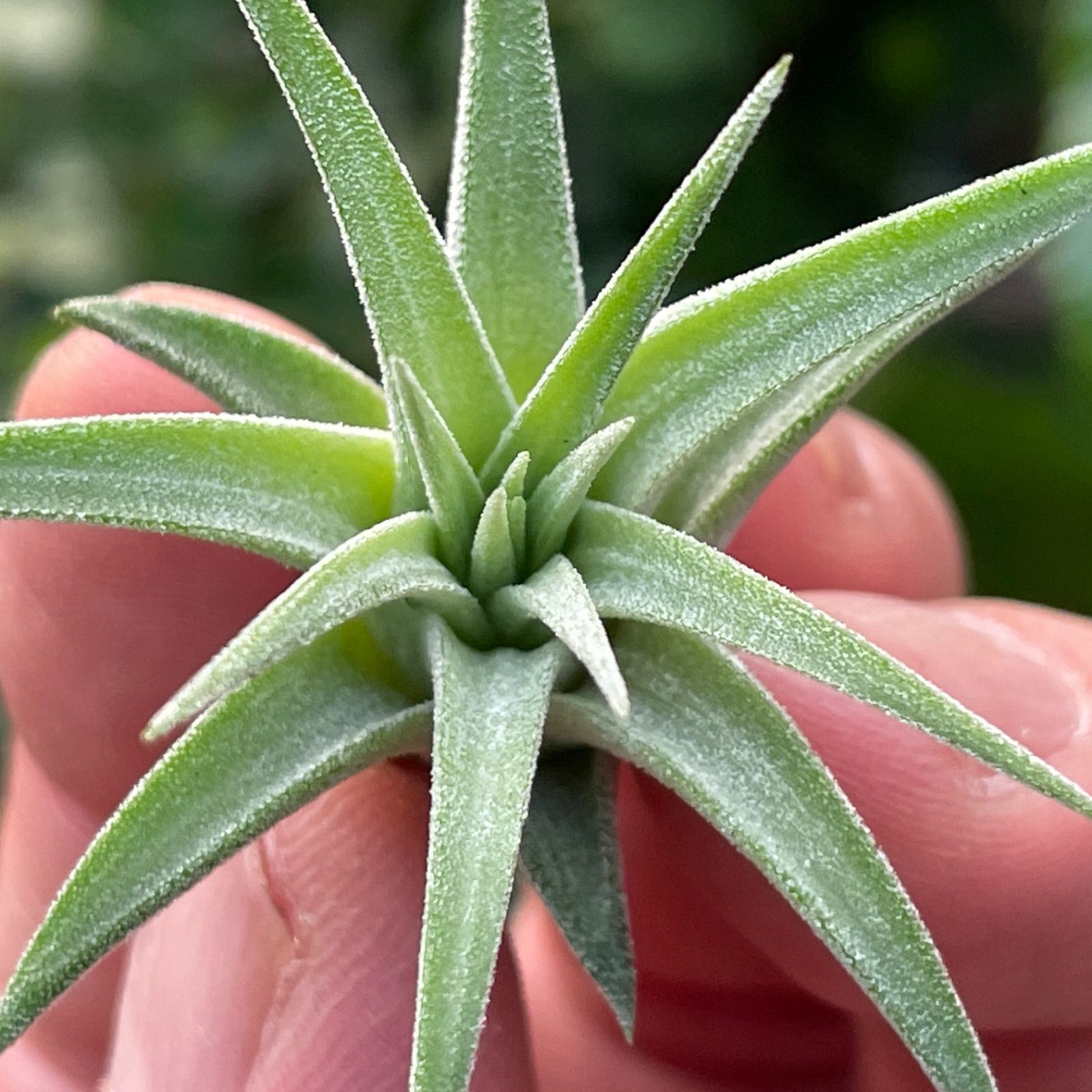 ミニ株＊チランジア イオナンタ マキシマ アルビノ Tillandsia