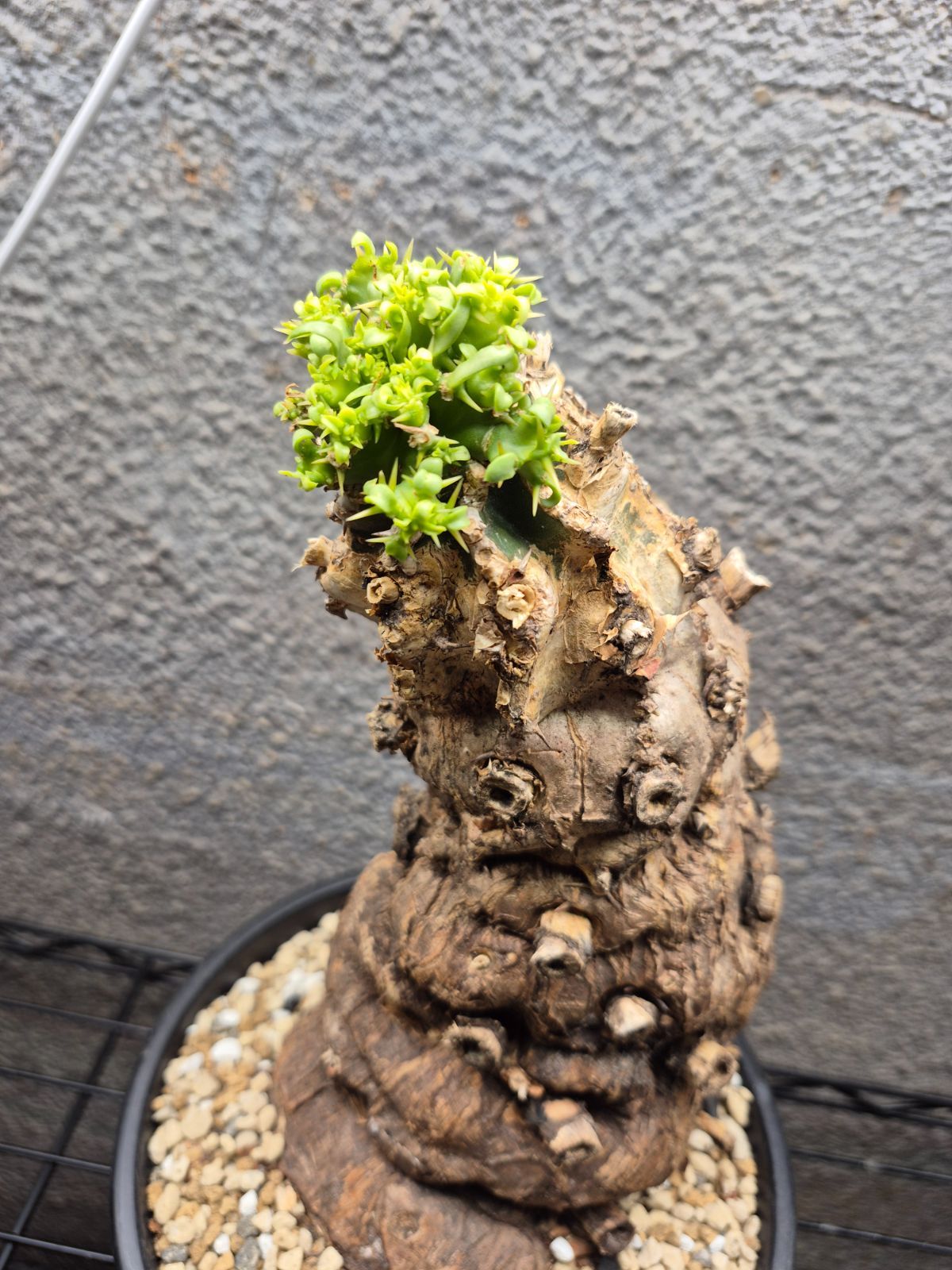 F12 ユーフォルビア ムランジーナ 発根済 現地株 - メルカリ