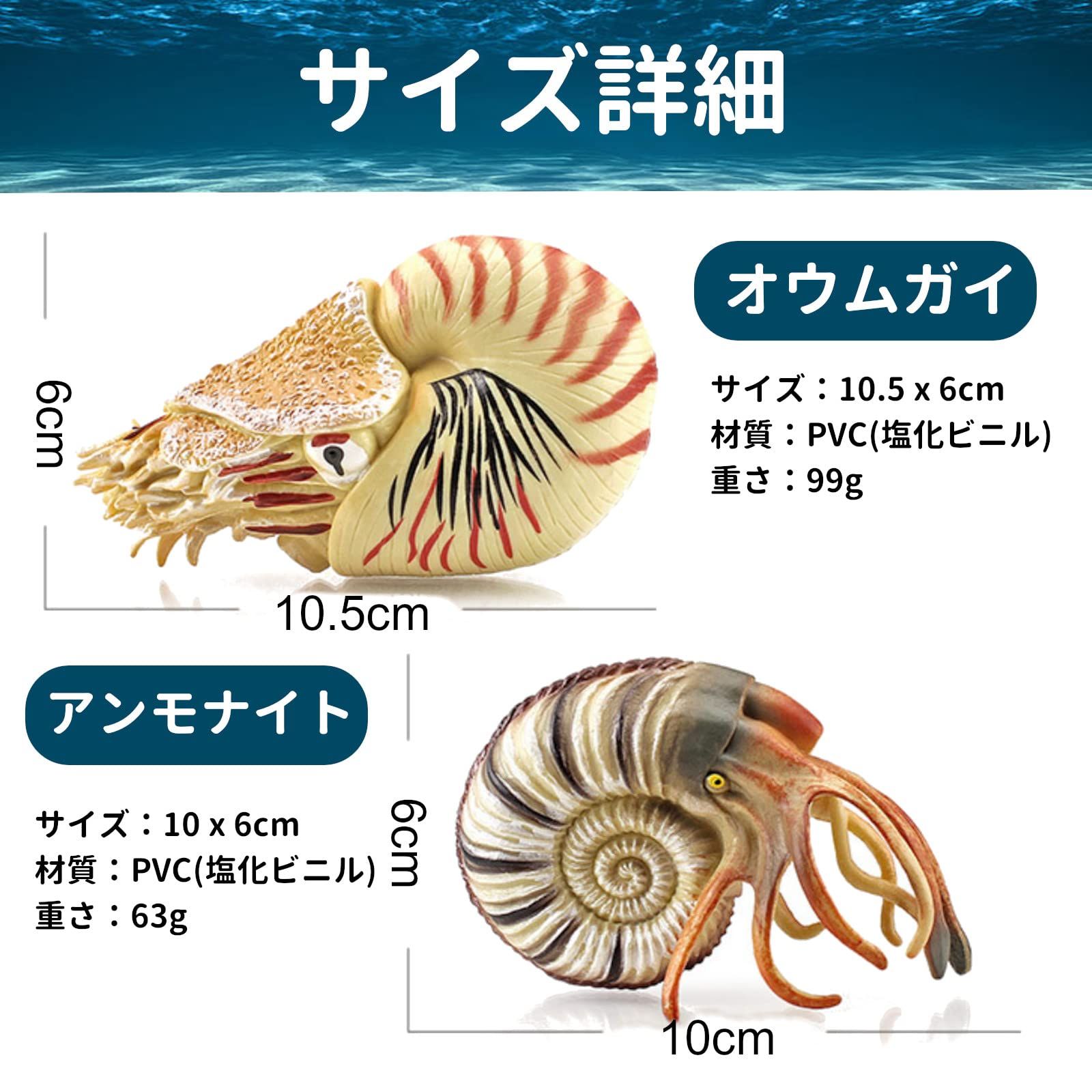 UTST オウムガイ フィギュア アンモナイト オウムガイ 貝殻
