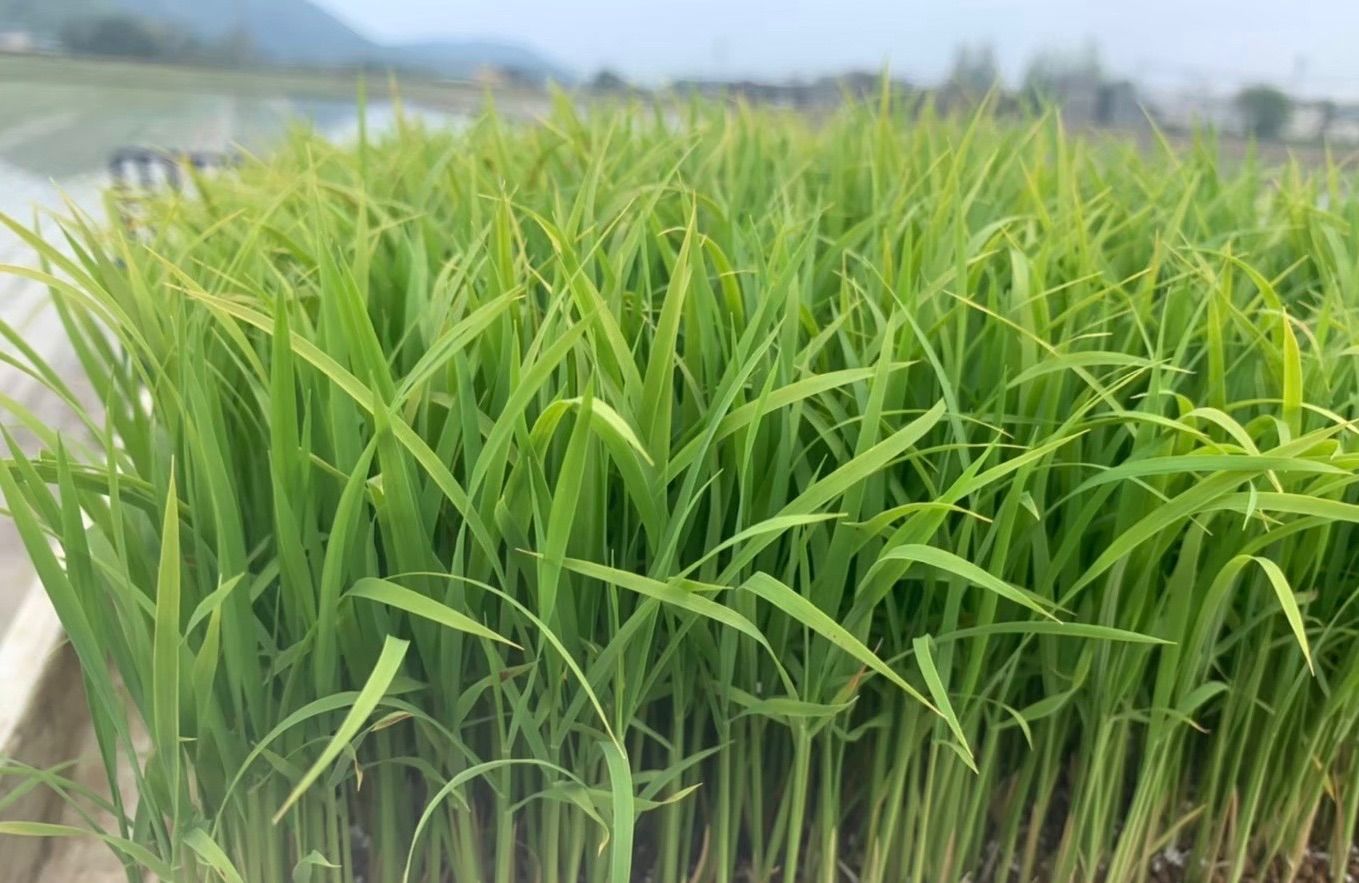 【農家直送】精米済み 10キロ 新潟県産こしいぶき 特別栽培米 4年産 低温冷蔵