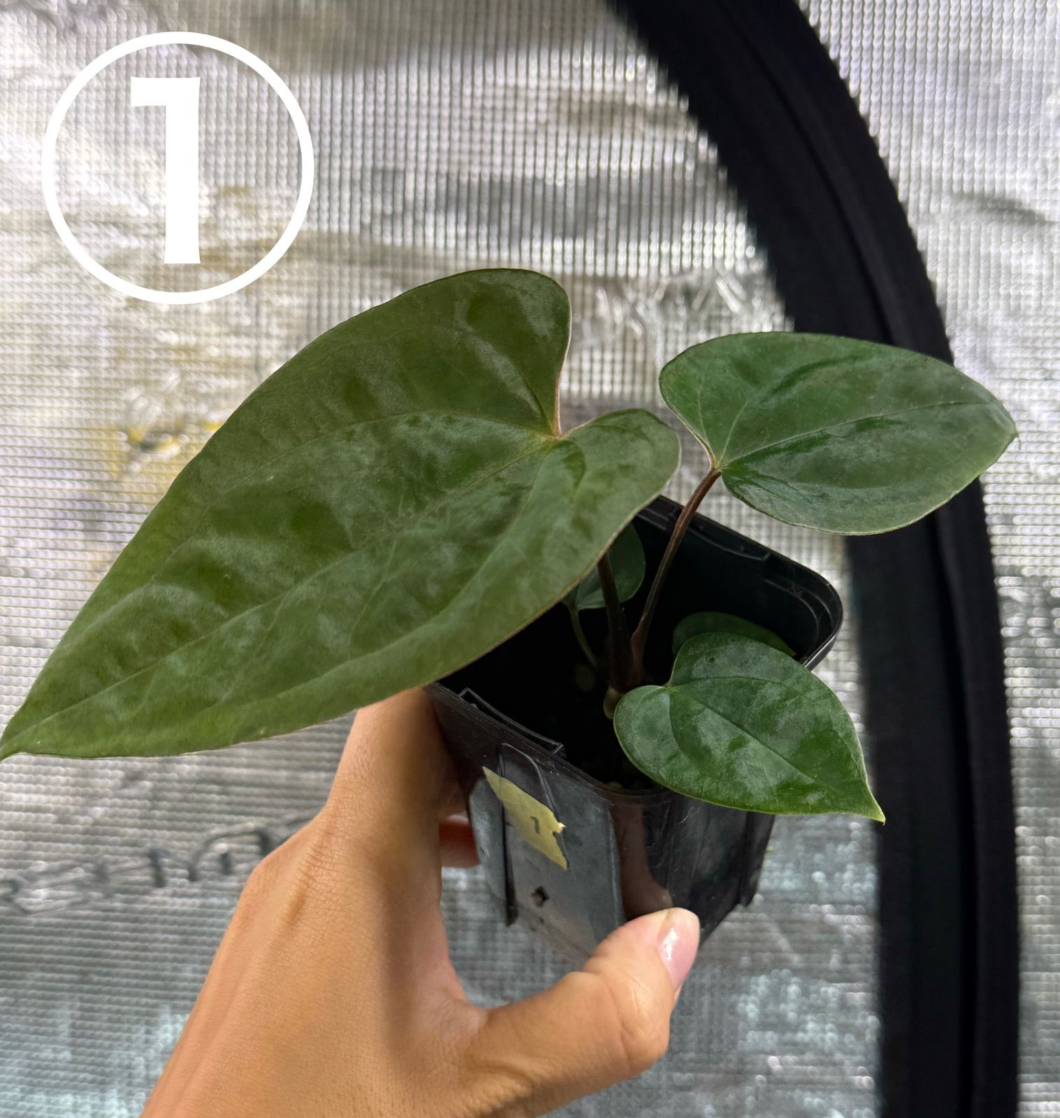 23 S&P アンスリウム ドレスレリ×レッドスパイダー レア掛け合わせ