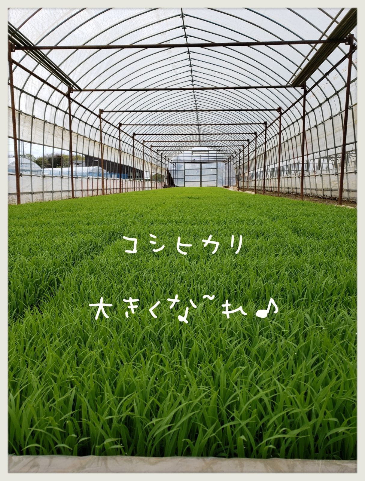 新米 玄米コシヒカリ 30キロ 令和5年 お米 白米 精米 茨城県産 関東圏