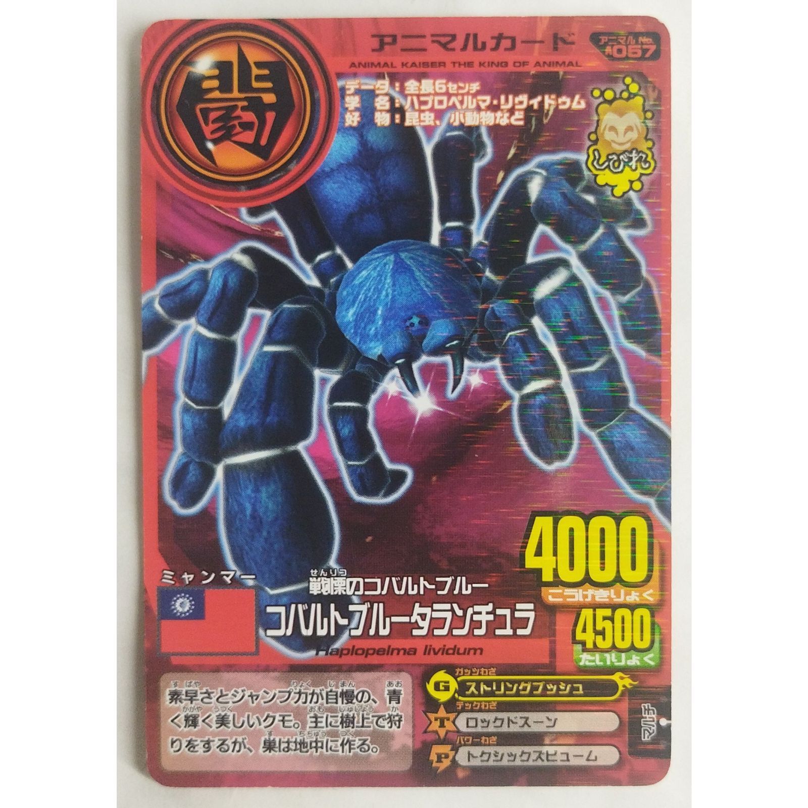 戦慄のコバルトブルー コバルトブルータランチュラ A057 百獣