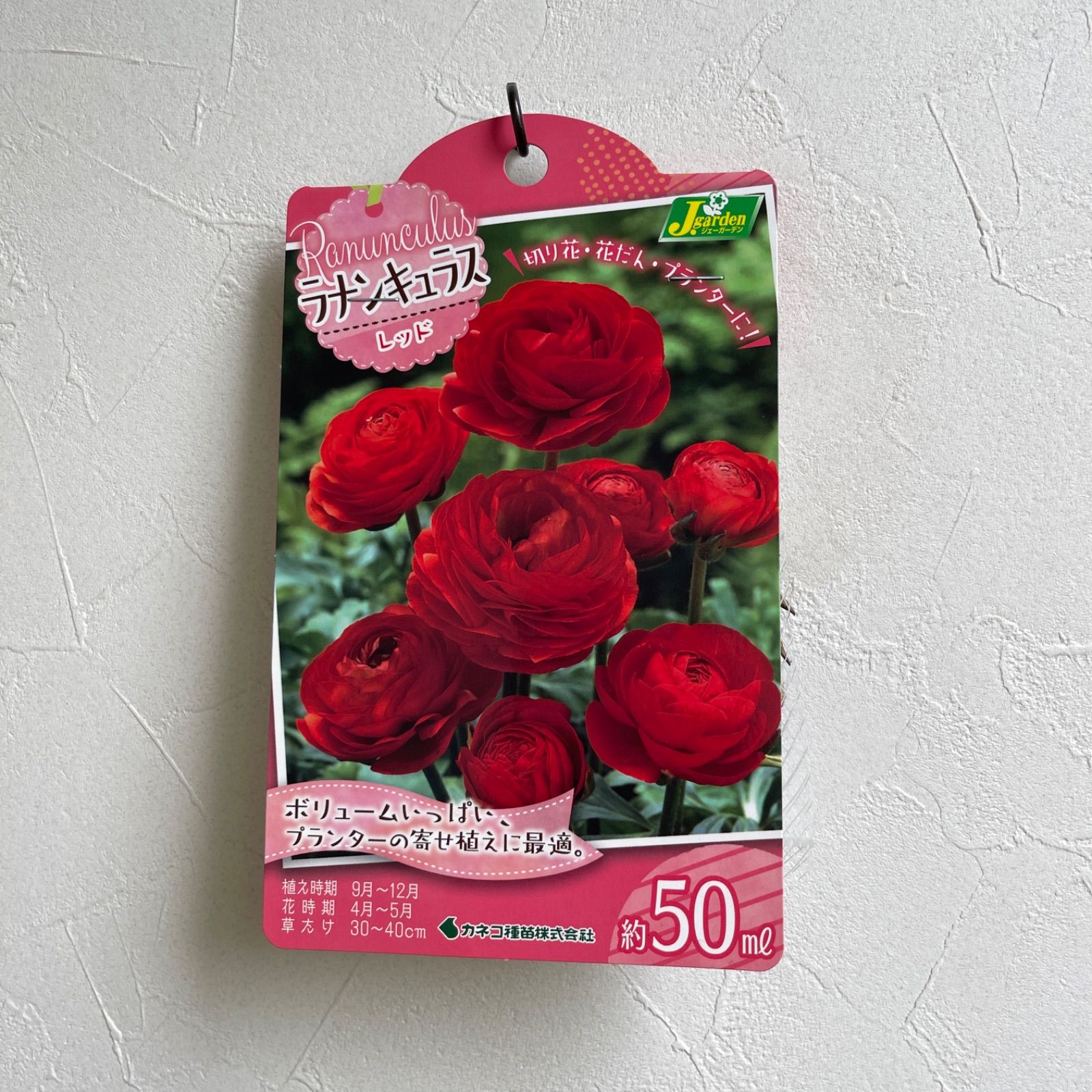 ラナンキュラス レッド 1球 赤 球根 秋植え 個人繁殖一切なし 正規品  