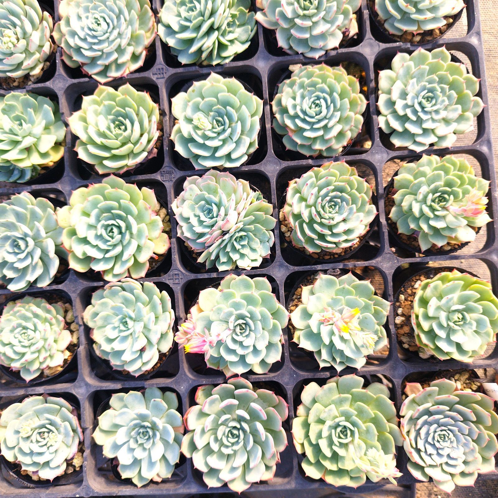 多肉植物 エケベリア セクンダエルチコ 実生 抜き苗 - メルカリ