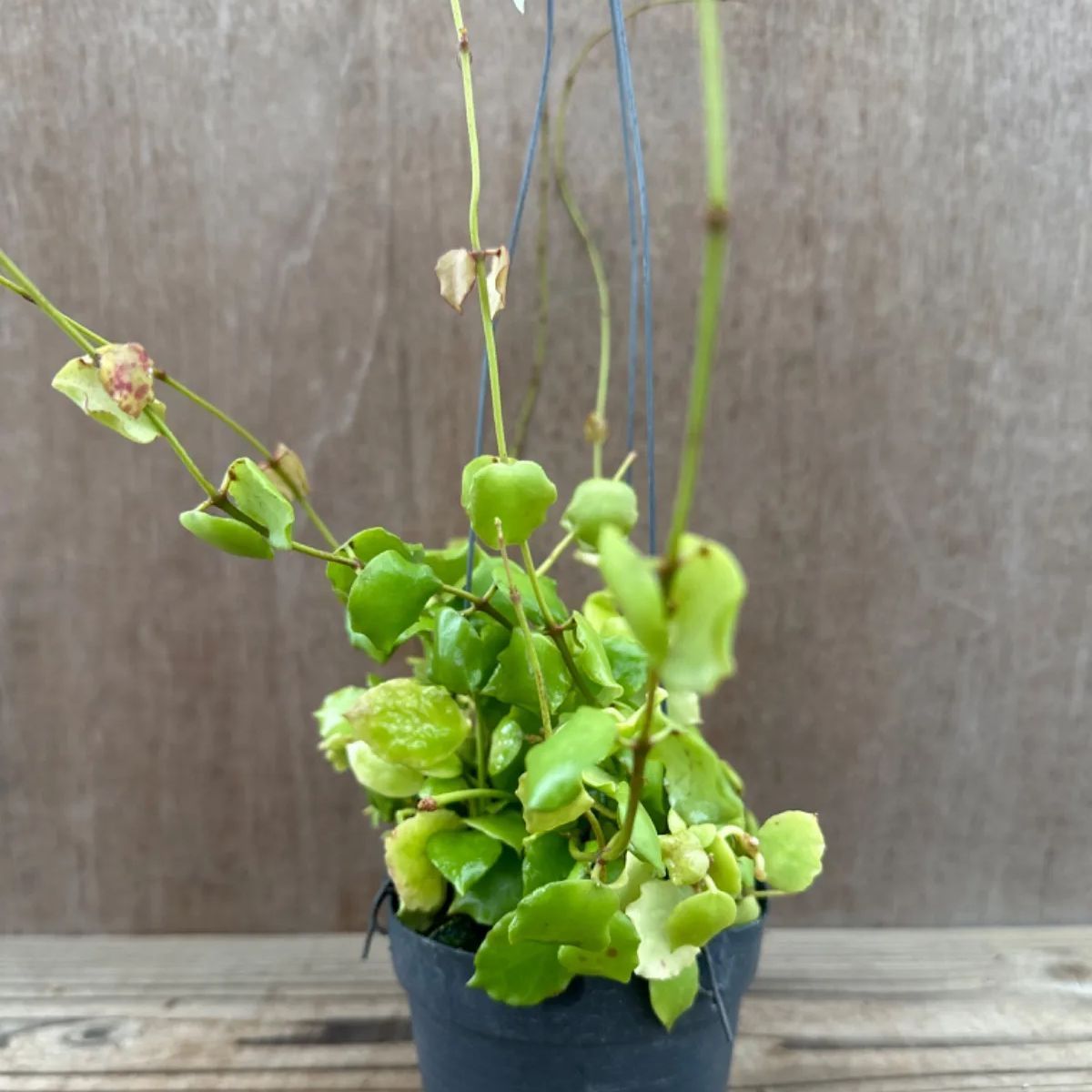 レア　珍種　ホヤ　Hoya Icensis splash サクララン レア 珍種 ホヤ Hoya Icensis splash サクララン