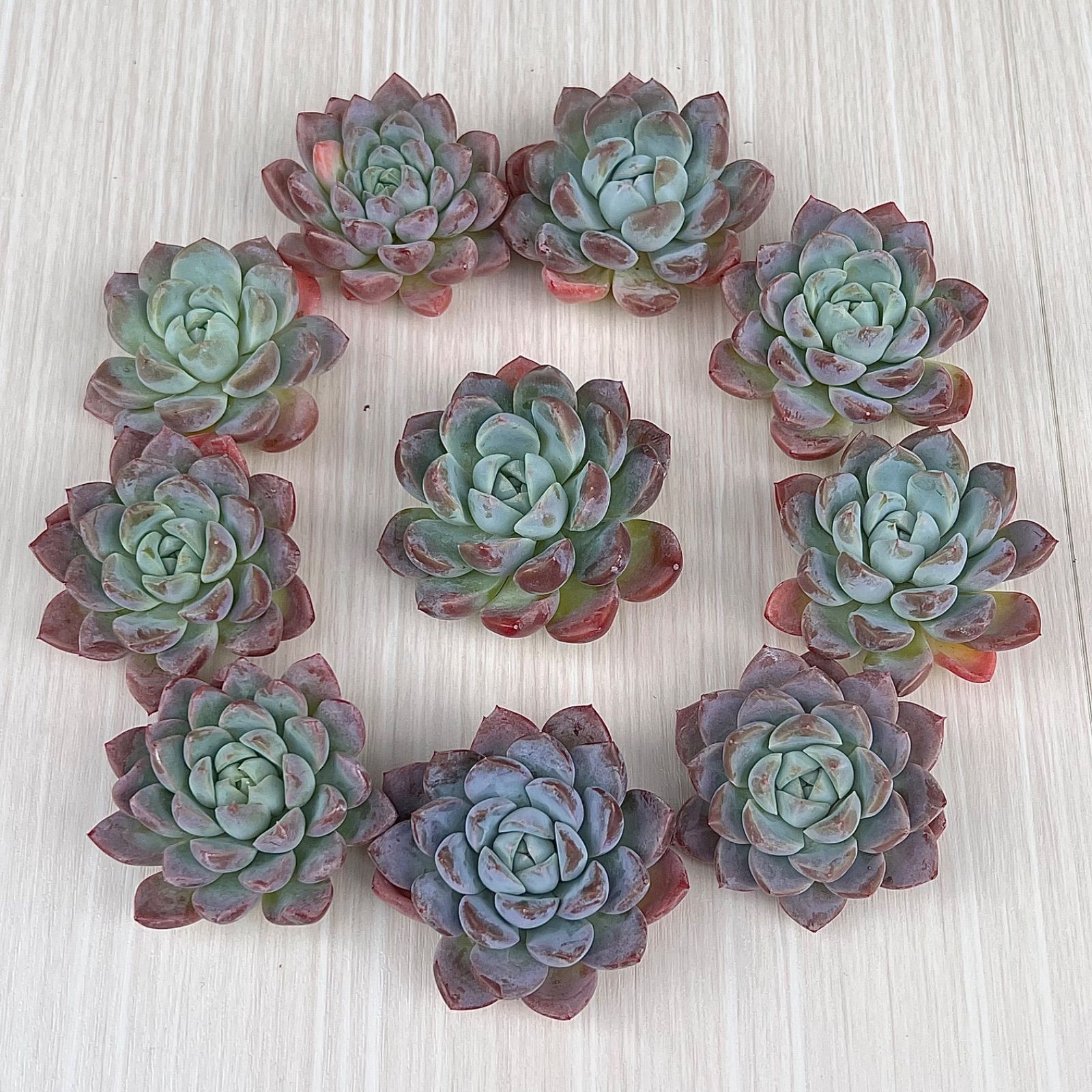 多肉植物 ドリームアニー 韓国苗 - メルカリ