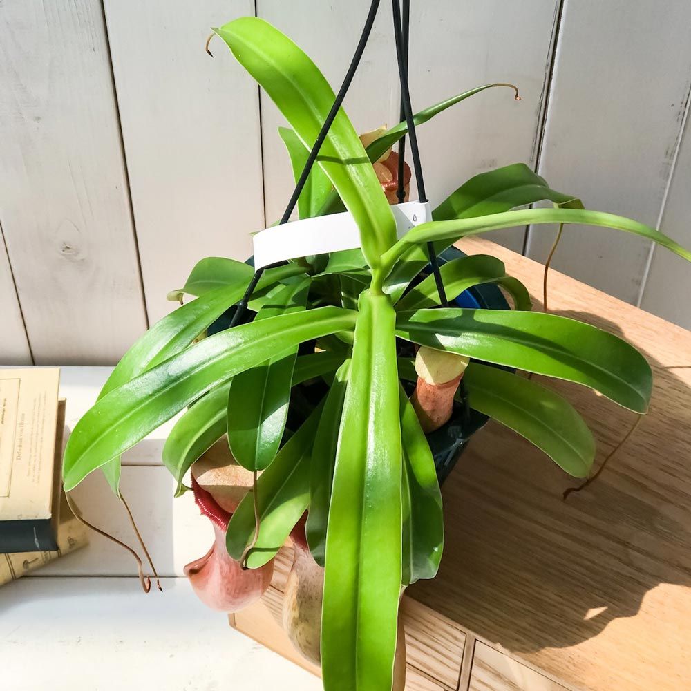 PLANCHU 食虫植物 ネペンテス ベントリコーサ レッド 5号吊り鉢 育て方