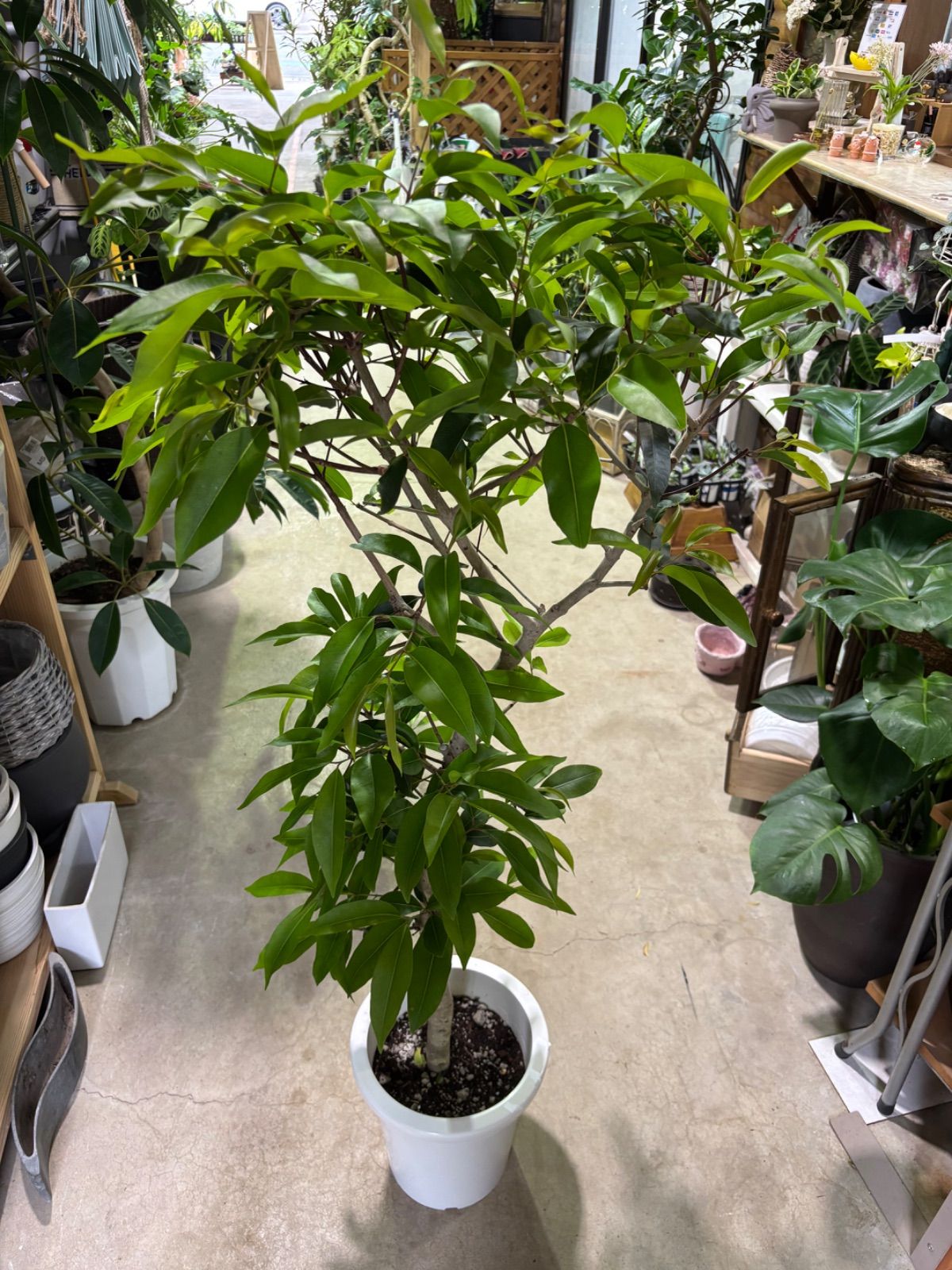 アマゾンオリーブ ８号 ムラサキフトモモ 観葉植物 インテリア グリーン 稀少 ユーカリ