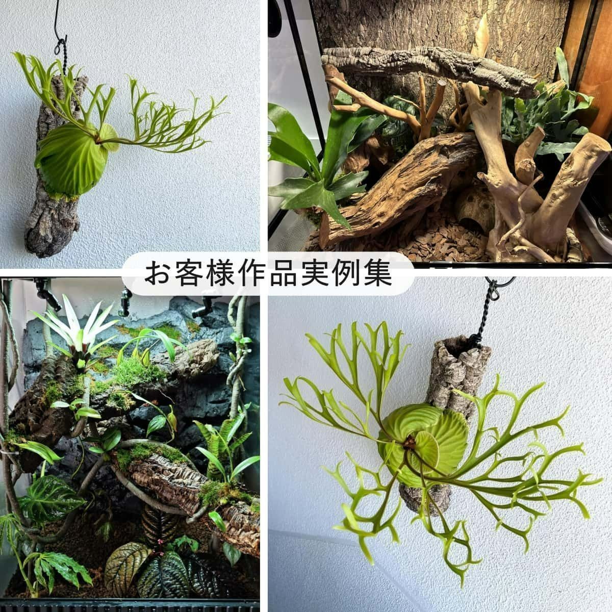 コルク樹皮【338】コルクバージンコルク ビカクシダ コルク樹皮