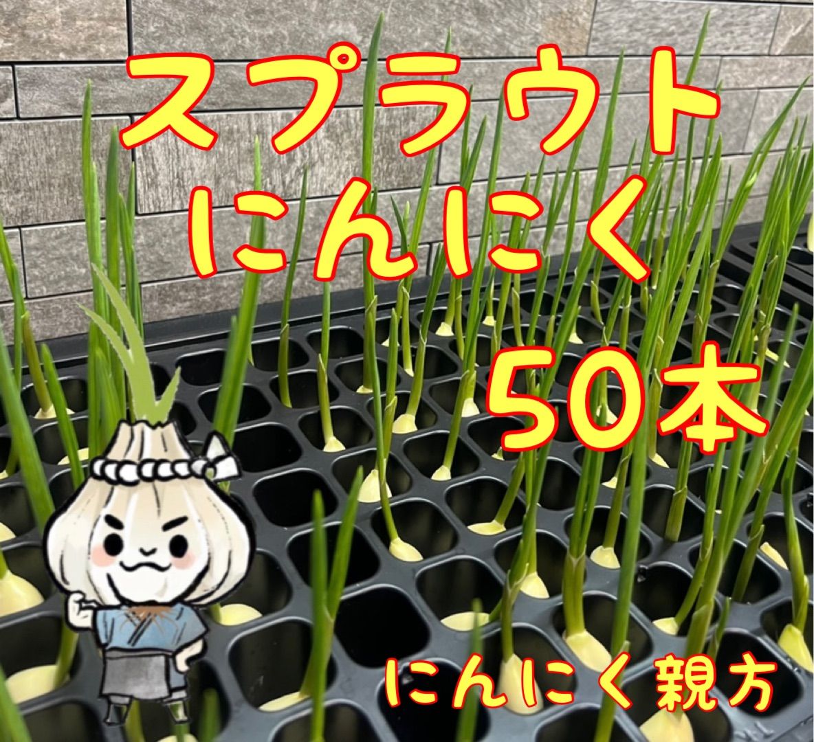 お取り寄せ】 スプラウトにんにく 発芽にんにく 50本 にんにく親方 tdh