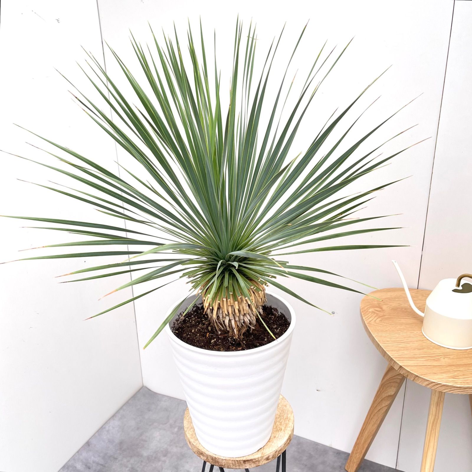 現品】ユッカ・カルネロサーナ 8号 GT番 現品】ユッカ