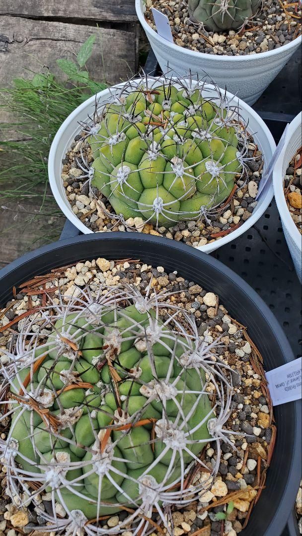 ギムノカリキウム　サグリオニス　&　ゼガラエ　FNつき　25種類セット ギムノカリキウム サグリオニス & ゼガラエ FNつき 25種類セット