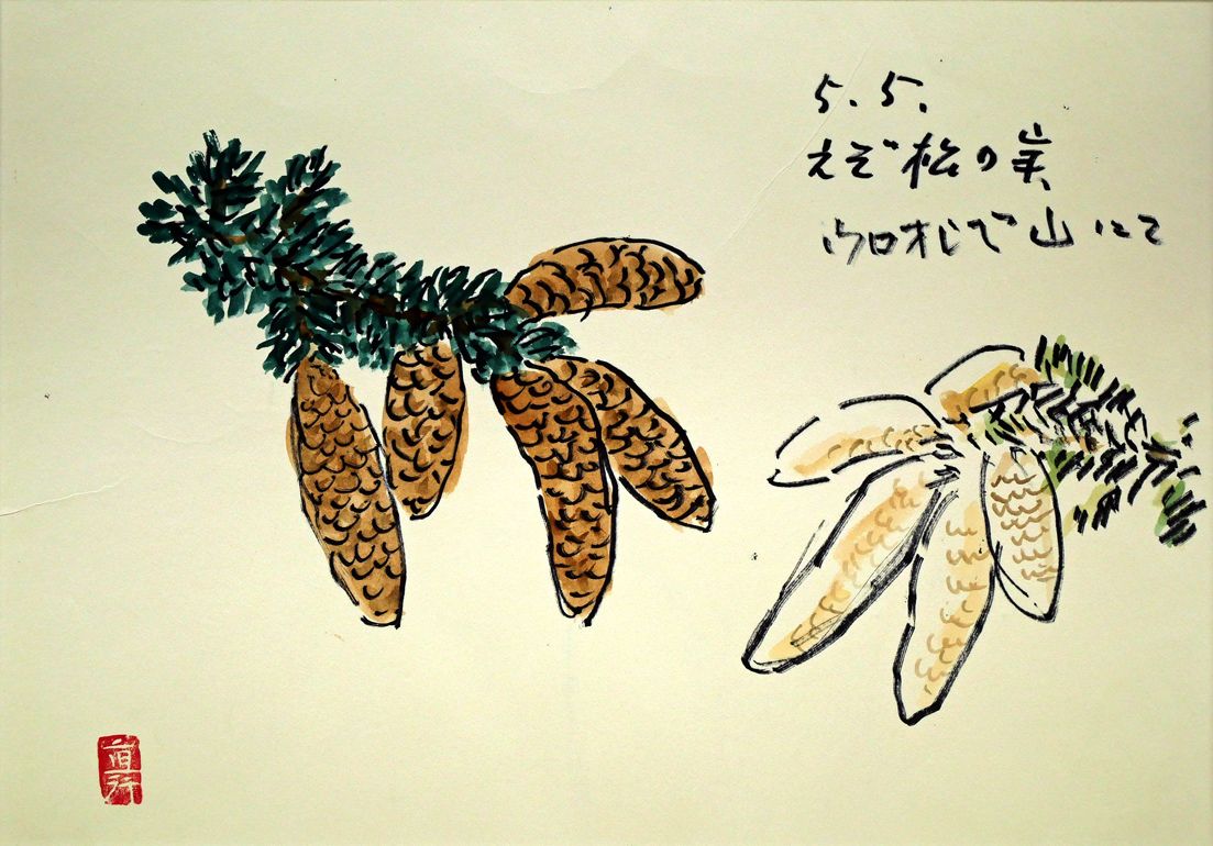 坂本 直行「えぞ松の実（十勝岳温泉ウロオシベ山にて）」水彩画