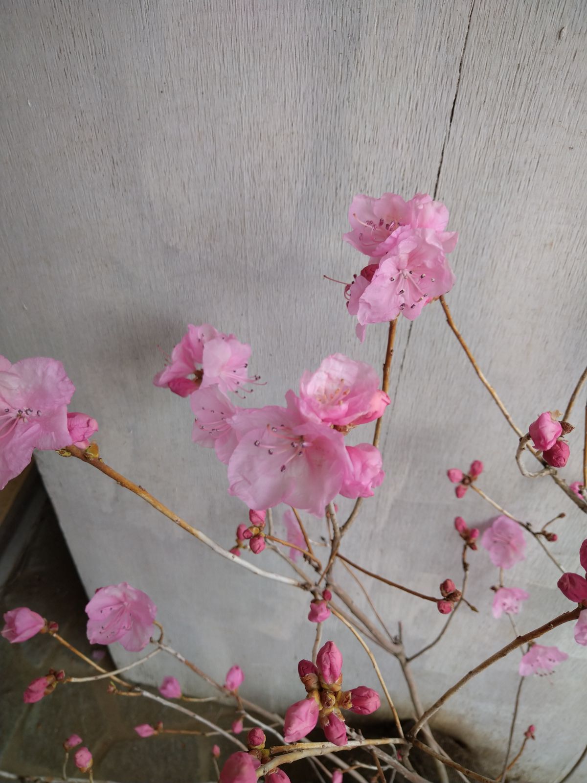 桜ゲンカイツツジ③ 【公式通販】