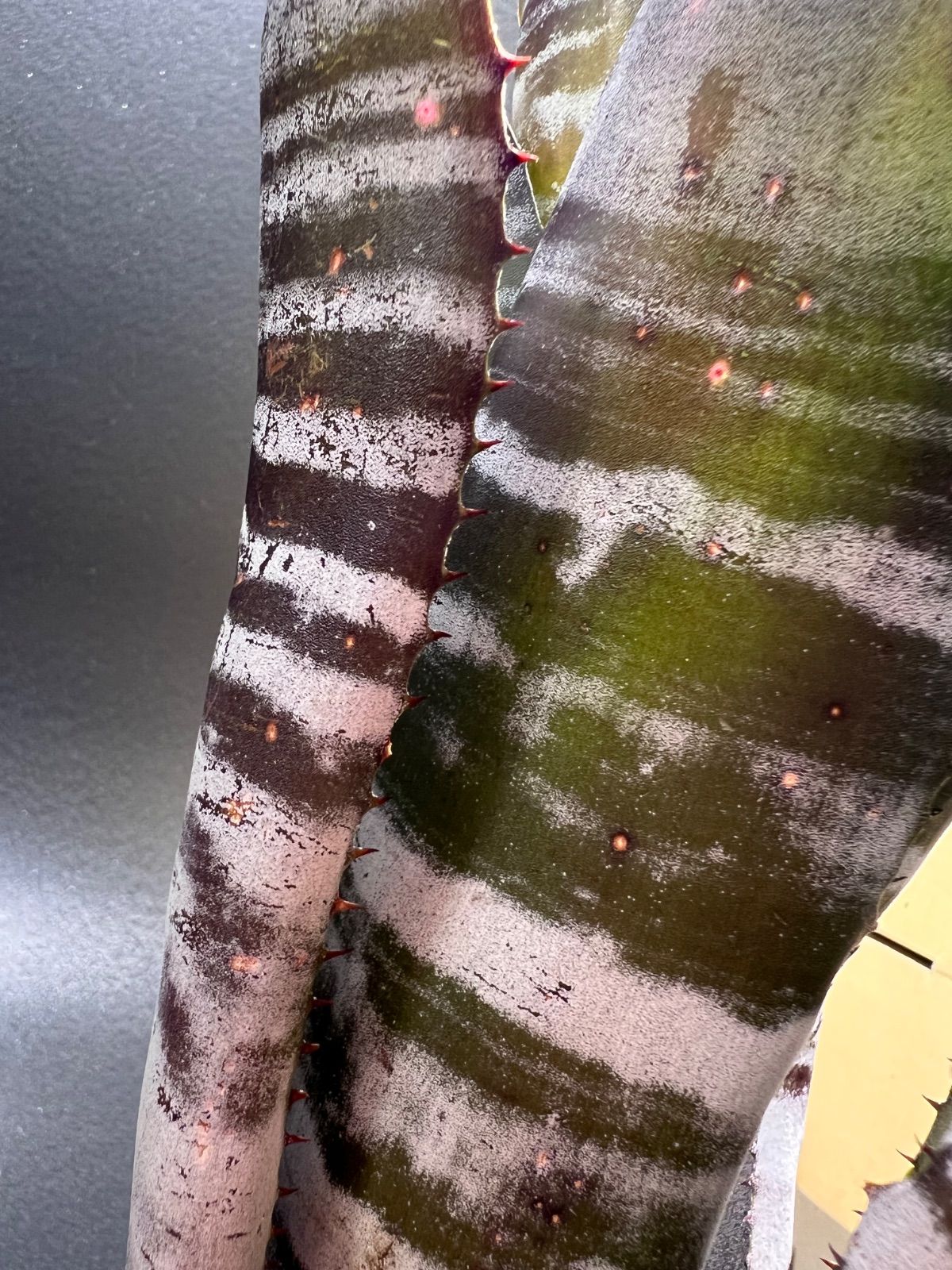 Billbergia 'Ivory Tower' ブロメリア・エアープランツ Billbergia