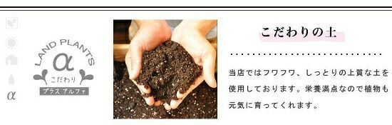 ユーカリ