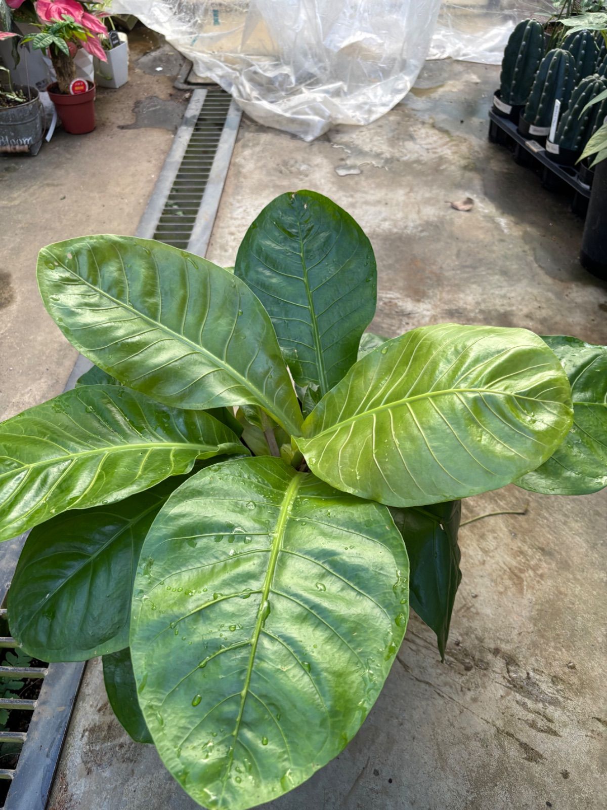 『3年保証』 マルバ アンスリウム 7号 観葉植物 原種系 ジャングルブッシュ その他観葉植物