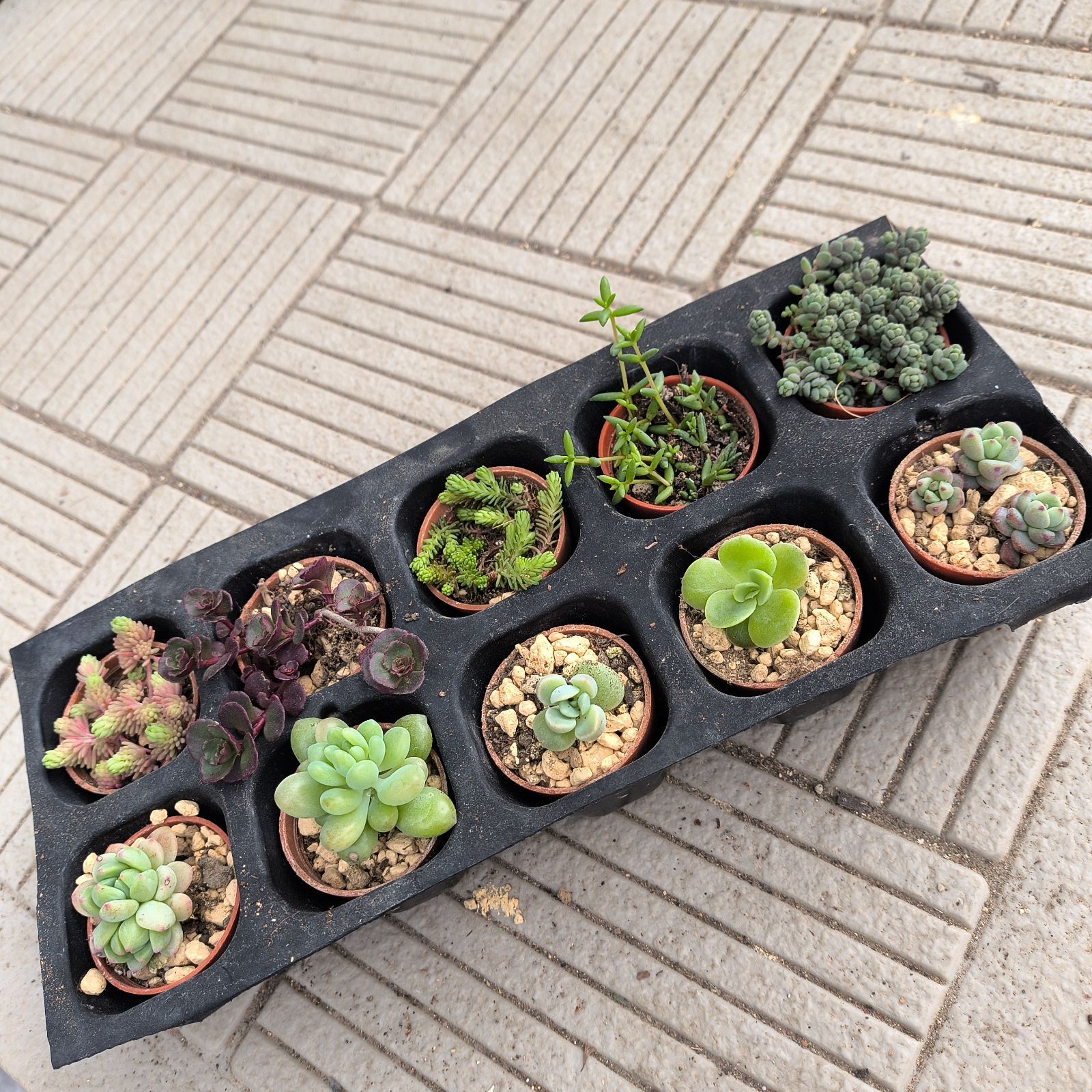 ♢多肉植物 ミニ苗10種類セット♢ 農場直送！多肉植物 ミニ苗 10個セット 1寸 (1号 3cmポット) 多肉 エケベリア・セダム