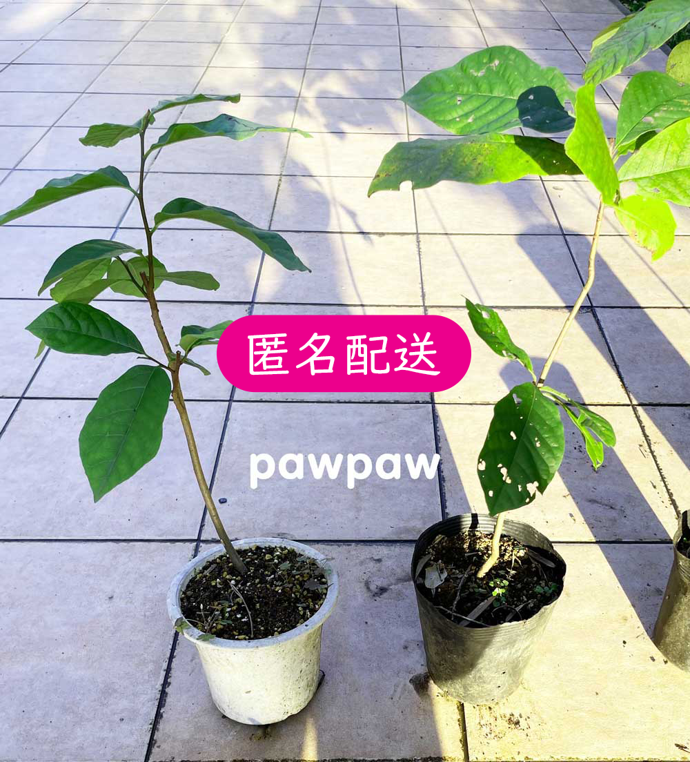 匿名【森のカスタード】無農薬 有機栽培 ポポー 3年生 大苗 実生苗 ミッチェル