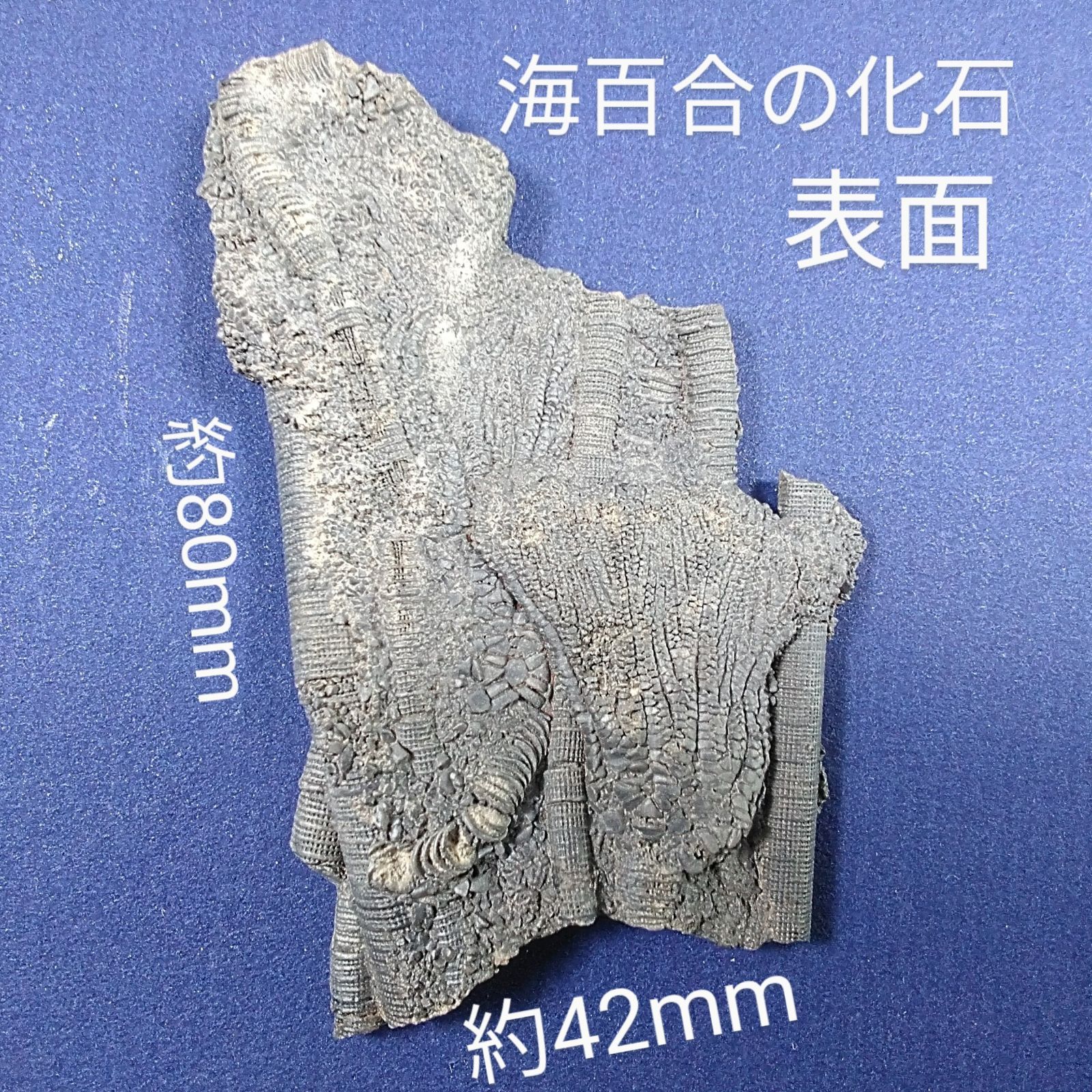 ウミユリ　化石　鑑定書付 ウミユリの化石｜化石標本・分売｜化石販売・鉱物販売の東京