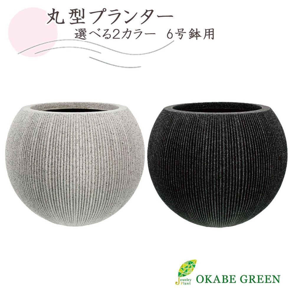 農園直売 多肉植物 寄せ植え アエオニウム属 海王（群） 観葉植物