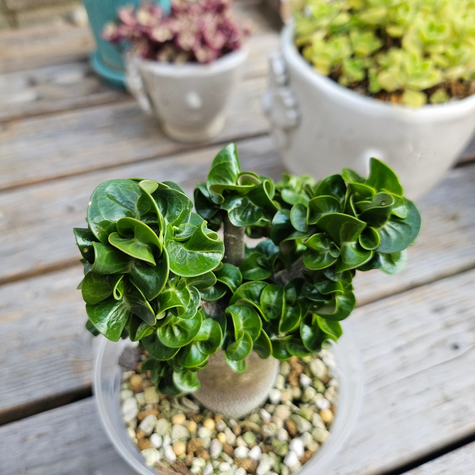 【発根済】アデニウム アラビカム 獅子葉 ドーセットホーン DHA 種子】アデニウム・獅子葉 葉巻 ドーセットホーン 5s Adenium