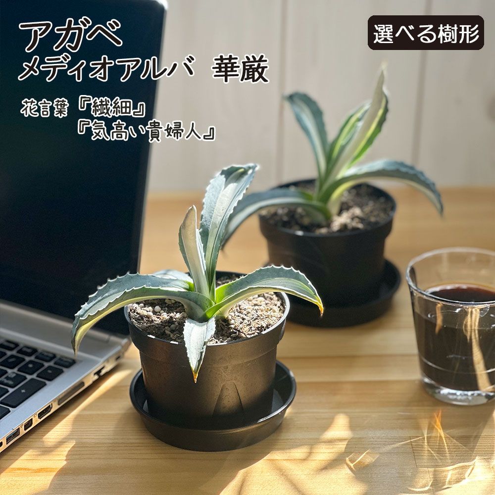 母の日 鉢植え 観葉植物 小さい アガベ メディオアルバ 華厳 3.5号 黒プラスチック鉢 受皿付 多肉植物 人気 おしゃれ 鉢植え 人気 お祝い 誕生日 贈り物 インテリア