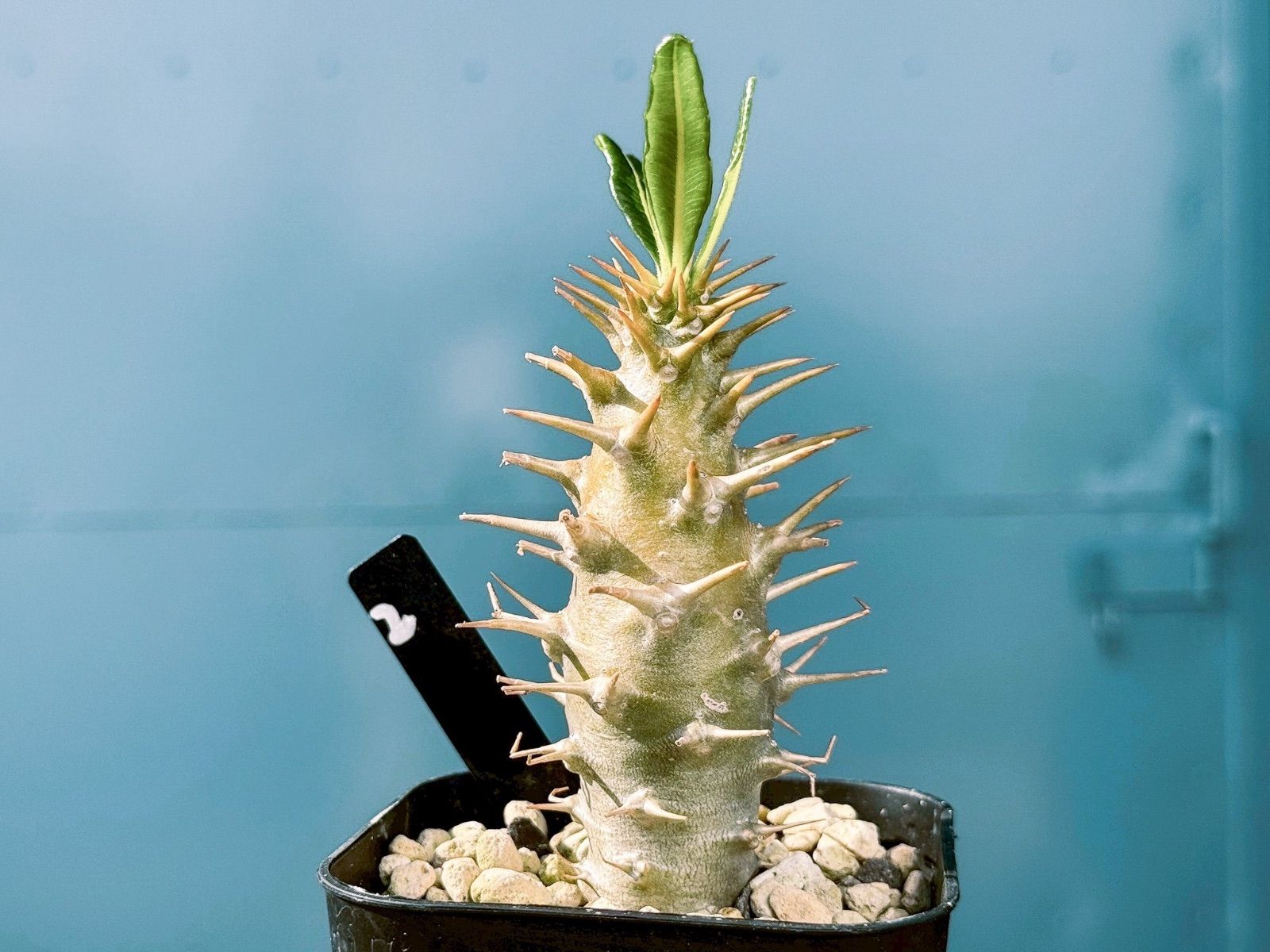 国内実生 パキポディウム アンボンゲンセ ambongense 2 L108929147