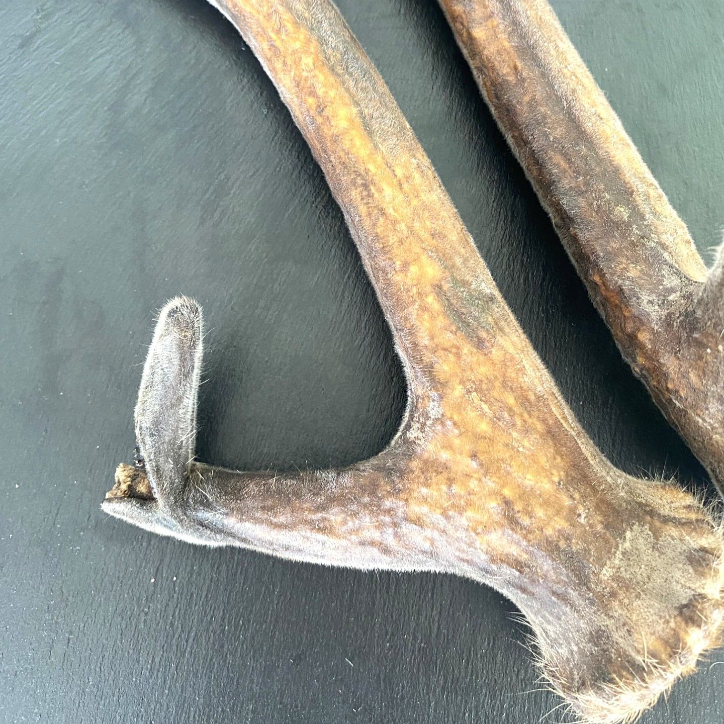 袋角 鹿茸 乾燥 430g 39cm×2 ① - メルカリ