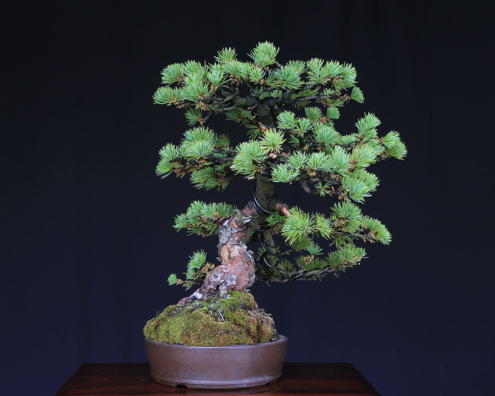 ミニ盆栽 誕生日