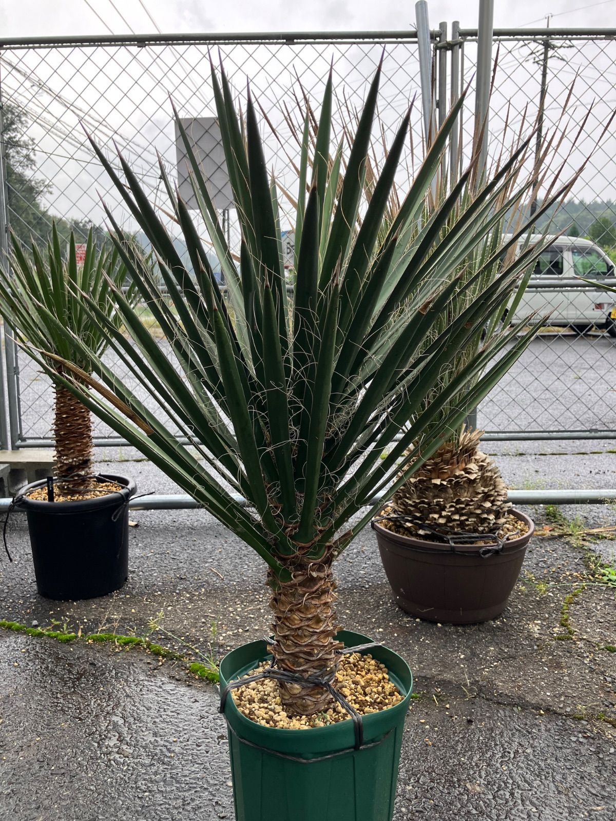 #54 ユッカフィリフェラ （Yucca Filifera） 発根済 ユッカ フィリフェラ発根済み 54 ユッカフィリフェラ （Yucca Filifera