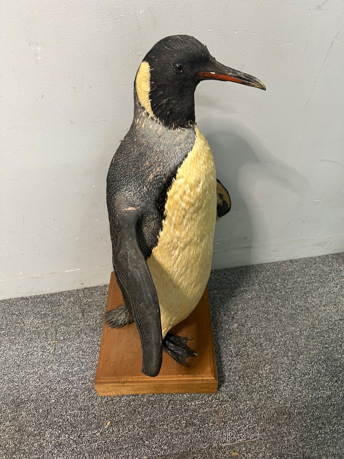 ⭐︎ 希少 ペンギン 剥製 オブジェ 動物 剥製 - メルカリ ⭐︎ 希少 ペンギン 剥製 オブジェ 動物 剥製 - メルカリ