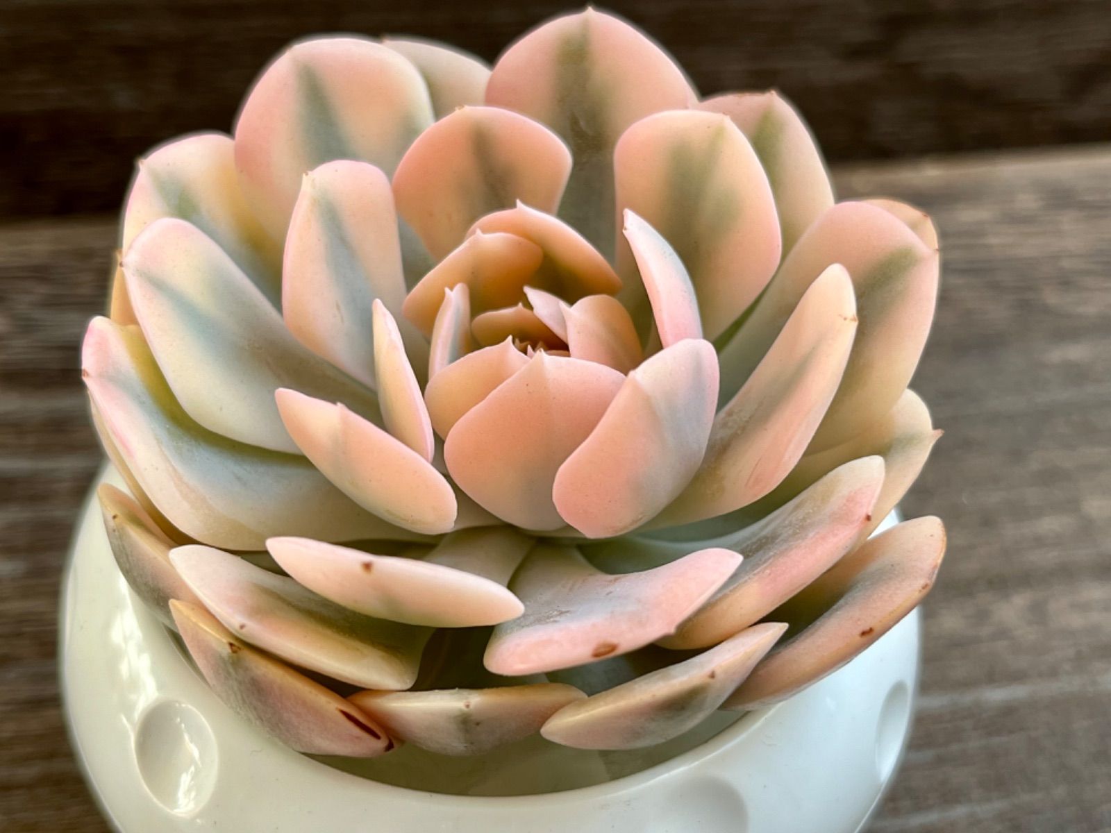 ☆多肉植物 マカベアナ錦 エケベリア 韓国苗☆ - メルカリ